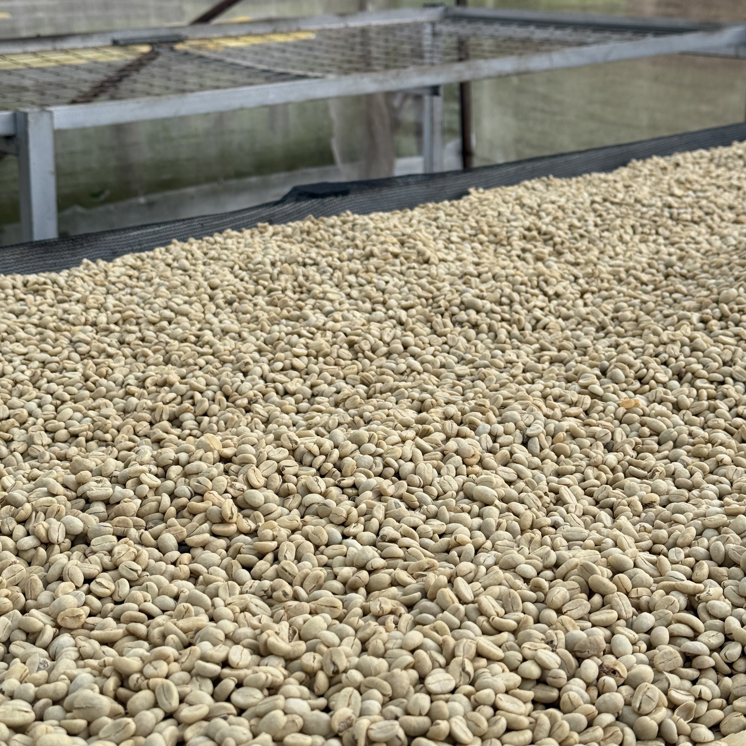 Kenya Karogoto Washed(25/26年クロップ) | ORIGIN COUNTRIES for